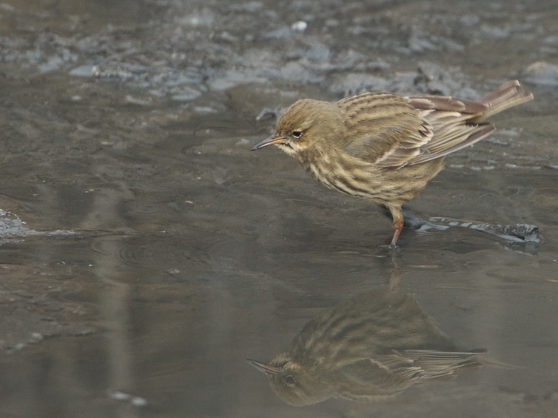 Anthus petrosus Rock Pipit Oeverpieper